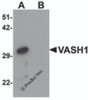 Western blot analysis of VASH1 in human brain tissue lysate with VASH1 antibody at 1 &#956;g/mL in (A) the absence and (B) the presence of blocking peptide.