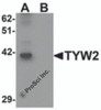 Western blot analysis of TYW2 in K562 cell lysate with TYW2 antibody at 0.5 &#956;g/mL in (A) the absence and (B) the presence of blocking peptide.