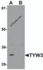 Western blot analysis of TYW3 in A549 cell lysate with TYW3 antibody at 1 &#956;g/mL in (A) the absence and (B) the presence of blocking peptide.