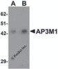 Western blot analysis of AP3M1 in human brain tissue lysate with AP3M1 antibody at (A) 1 and (B) 2 &#956;g/mL .