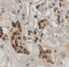 Immunohistochemistry of SPRYD4 in human kidney tissue with SPRYD4 antibody at 2.5 ug/mL.