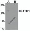 Western blot analysis of L1TD1 in Jurkat cell lysate with L1TD1 antibody at 1 &#956;g/mL in (A) the absence and (B) the presence of blocking peptide.