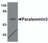 Western blot analysis of Paralemmin3 in MCF7 cell lysate with Paralemmin3 antibody at 1 &#956;g/mL.