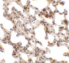 Immunohistochemistry of Coronin 7 in rat lung tissue with Coronin 7 antibody at 2.5 ug/mL.