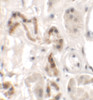 Immunohistochemistry of DBX1 in human kidney tissue with DBX1 antibody at 2.5 ug/mL.