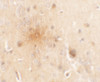 Immunohistochemistry of SEC62 in mouse brain tissue with SEC62 antibody at 5 ug/mL.