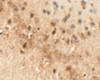 Immunohistochemistry of NEUCRIN in mouse brain tissue with NEUCRIN antibody at 5 ug/mL.
