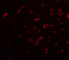 Immunofluorescence of DRGX in rat liver cells with DRGX antibody at 20 ug/mL.