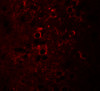 Immunofluorescence of CCDC55 in mouse brain cells with CCDC55 antibody at 20 ug/mL.