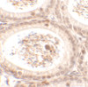 Immunohistochemistry of SPATA3 in mouse testis tissue with SPATA3 antibody at 2.5 ug/mL.