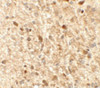 Immunohistochemistry of MS4A6A in rat brain tissue with MS4A6A antibody at 2.5 ug/mL.