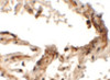 Immunohistochemistry of EMX2 in human lung tissue with EMX2 antibody at 2.5 ug/mL.