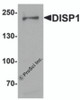 Western blot analysis of DISP1 in 3T3 cell lysate with DISP1 antibody at 1 &#956;g/mL.