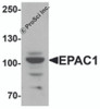 Western blot analysis of EPAC1 in rat skeletal muscle tissue lysate with EPAC1 antibody at 1 &#956;g/mL.