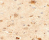 Immunohistochemistry of EPAC1 in rat brain tissue with EPAC1 antibody at 2.5 ug/mL.