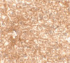 Immunohistochemistry of EPAC3 in mouse liver tissue with EPAC3 antibody at 2.5 ug/mL.