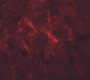 Immunofluorescence of SIPA1 in human brain cells with SIPA1 antibody at 20 ug/mL.