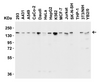 Figure 1 Western Blot Validation in Human, Mouse and Rat Cell Lines
Loading: 15 &#956;g of lysates per lane.
Antibodies: JMJD3, 6657, (1 &#956;g/mL) , 1h incubation at RT in 5% NFDM/TBST.
Secondary: Goat anti-rabbit IgG HRP conjugate at 1:10000 dilution.