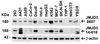 Figure 2 Independent Antibody Validation (IAV) via Protein Expression Profile in Cell Lines 
Loading: 15 ug of lysates per lane.
Antibodies: JMJD3 6657 (1 ug/mL) , JMJD3 14-618, (2 ug/mL) and beta-actin 3779 (1 ug/mL) , 1h incubation at RT in 5% NFDM/TBST.
Secondary: Goat anti-rabbit IgG HRP conjugate at 1:10000 dilution.