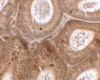 Immunohistochemistry of SPINK2 in mouse testis tissue with SPINK2 antibody at 2.5 ug/mL.