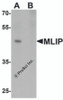 Western blot analysis of MLIP in 293 cell lysate with MLIP antibody at 1 &#956;g/mL in (A) the absence and (B) the presence of blocking peptide.