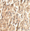 Immunohistochemistry of ANGPT2 in mouse liver tissue with ANGPT2 antibody at 2.5 ug/mL.
