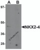 Western blot analysis of NKX2-4 in A20 cell lysate with NKX2-4 antibody at 1 &#956;g/mL in (A) the absence and (B) the presence of blocking peptide.