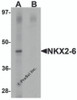 Western blot analysis of NKX2-6 in mouse heart tissue lysate with NKX2-6 antibody at 1 &#956;g/mL in (A) the absence and (B) the presence of blocking peptide.