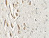 Immunohistochemistry of TSHZ3 in mouse brain tissue with TSHZ3 antibody at 2.5 ug/mL.