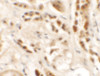 Immunohistochemistry of SIGLEC15 in human kidney tissue with SIGLEC15 antibody at 2.5 ug/mL.