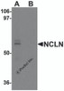 Western blot analysis of NCLN in mouse heart tissue lysate with NCLN antibody at 0.5 &#956;g/mL in (A) the absence and (B) the presence of blocking peptide.