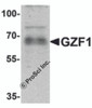 Western blot analysis of GZF1 in human heart tissue lysate with GZF1 antibody at 1 &#956;g/mL.