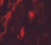 Immunofluorescence of TFEB in human lung tissue with TFEB antibody at 20 ug/mL.