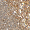 Immunohistochemistry of TFCP2L1 in rat colon tissue with TFCP2L1 antibody at 2.5 ug/mL.