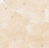 Immunohistochemistry of PRC1 in mouse skeletal muscle tissue with PRC1 antibody at 2.5 ug/mL.