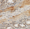 Immunohistochemistry of CCP110 in rat colon tissue with CCP110 antibody at 5 ug/mL.