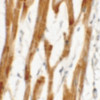 Immunohistochemistry of FCHO2 in human heart tissue with FCHO2 antibody at 2.5 ug/mL.