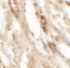 Immunohistochemistry of DBX2 in human kidney tissue with DBX2 antibody at 5 ug/mL.