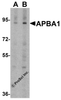 Western blot analysis of APBA1 in rat brain tissue lysate with APBA1 antibody at 0.5 &#956;g/ml in (A) the absence and (B) the presence of blocking peptide.