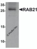 Western blot analysis of RAB21 in mouse kidney tissue lysate with RAB21 antibody at 1 &#956;g/mL.