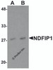 Western blot analysis of NDFIP1 in PC-3 cell lysate with NDFIP1 antibody at (A) 0.5 and (B) 1 &#956;g/mL.