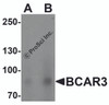 Western blot analysis of BCAR3 in HeLa cell lysate with BCAR3 antibody at (A) 1 and (B) 2 &#956;g/mL.