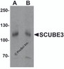 Western blot analysis of SCUBE3 in mouse kidney tissue lysate with SCUBE3 antibody at (A) 1 and (B) 2 &#956;g/mL.