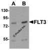 Western blot analysis of FLT3 in 3T3 cell lysate with FLT3 antibody at (A) 1 and (B) 2 &#956;g/mL.