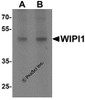 Western blot analysis of WIPI1 in rat colon tissue lysate with WIPI1 antibody at (A) 1 and (B) 2 &#956;g/mL.