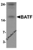 Western blot analysis of BATF in rat spleen tissue lysate with BATF antibody at 1 &#956;g/mL.