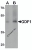 Western blot analysis of GDF1 in rat lung tissue lysate with GDF1 antibody at (A) 1 and (B) 2 &#956;g/mL.