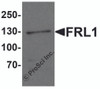 Western blot analysis of FRL1 in EL4 cell lysate with FRL1 antibody at 1 &#956;g/mL.