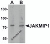 Western blot analysis of JAKMIP1 in rat brain tissue lysate with JAKMIP1 antibody at (A) 1 and (B) 2 &#956;g/mL