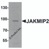 Western blot analysis of JAKMIP2 in mouse brain tissue lysate with JAKMIP2 antibody at 1 &#956;g/mL.